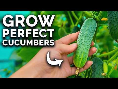 Bush vs. Vining Cucumbers: Choosing the Right Type for Your Garden