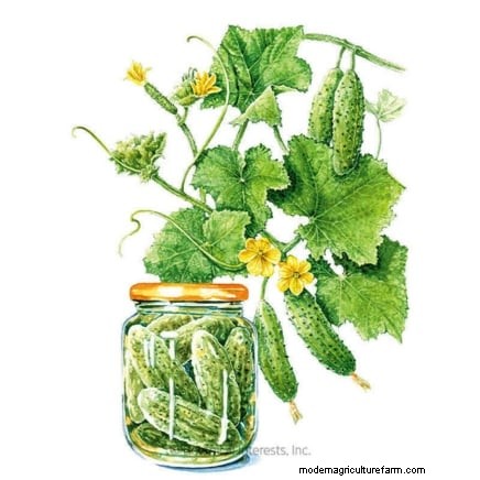 Bush vs. Vining Cucumbers: Choosing the Right Type for Your Garden