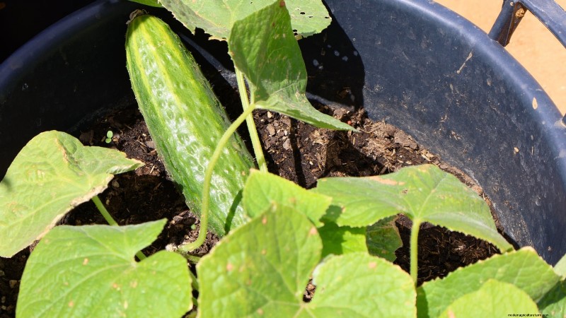 Bush vs. Vining Cucumbers: Choosing the Right Type for Your Garden