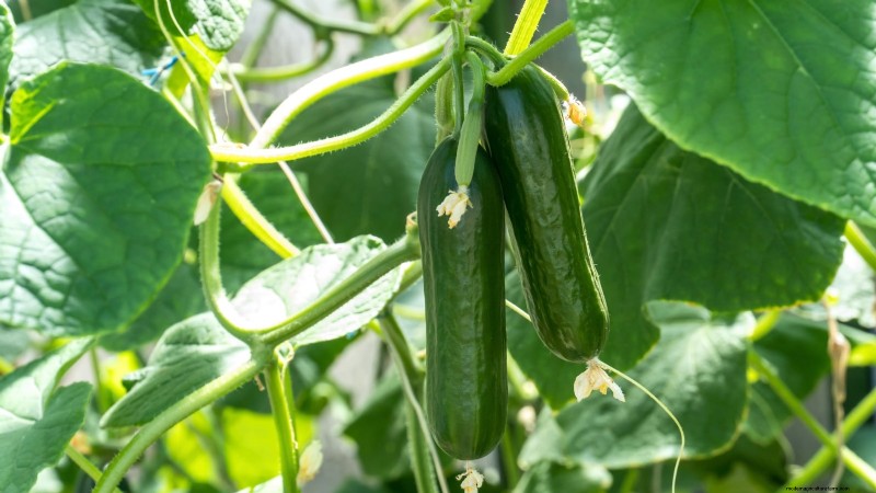 Bush vs. Vining Cucumbers: Choosing the Right Type for Your Garden