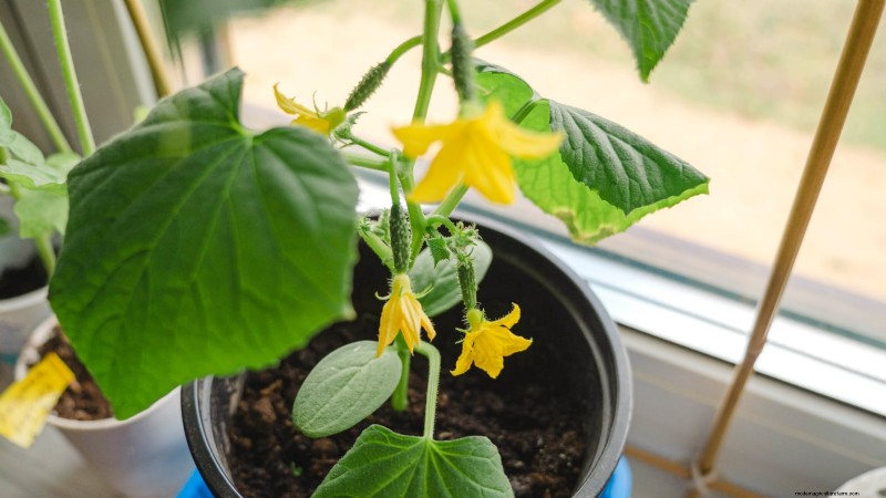 Bush vs. Vining Cucumbers: Choosing the Right Type for Your Garden