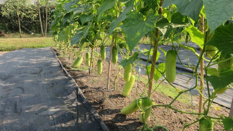 Bush vs. Vining Cucumbers: Choosing the Right Type for Your Garden