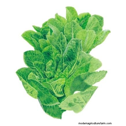Quick-Harvest Vegetables: Grow Food in 60 Days or Less