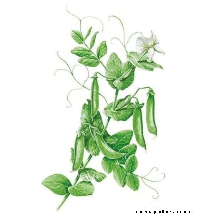 Quick-Harvest Vegetables: Grow Food in 60 Days or Less