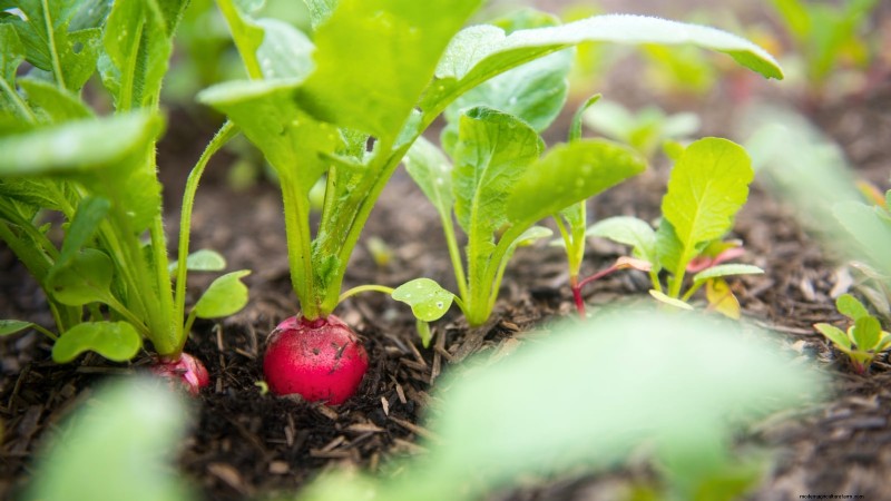 Quick-Harvest Vegetables: Grow Food in 60 Days or Less