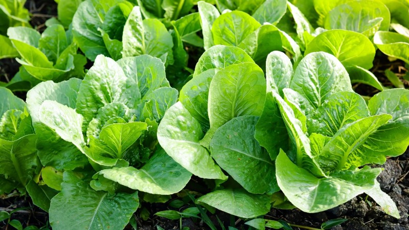 Quick-Harvest Vegetables: Grow Food in 60 Days or Less