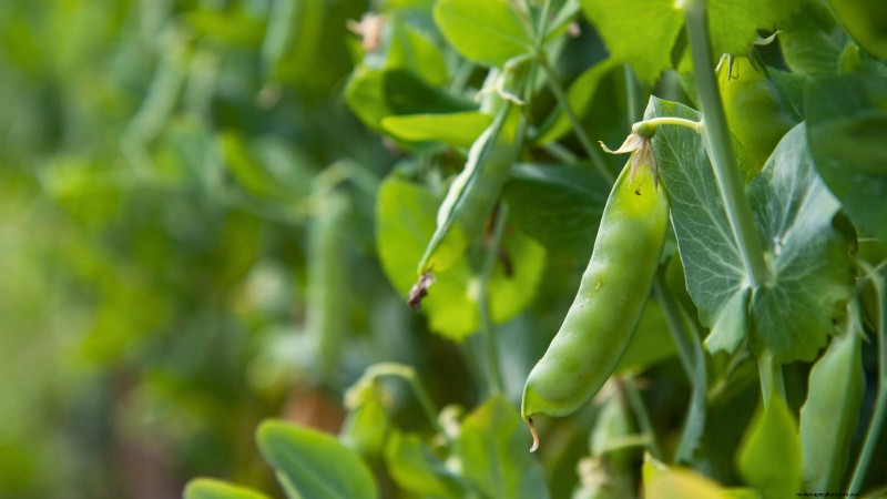 Quick-Harvest Vegetables: Grow Food in 60 Days or Less