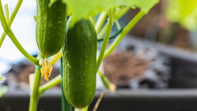 Quick-Harvest Vegetables: Grow Food in 60 Days or Less
