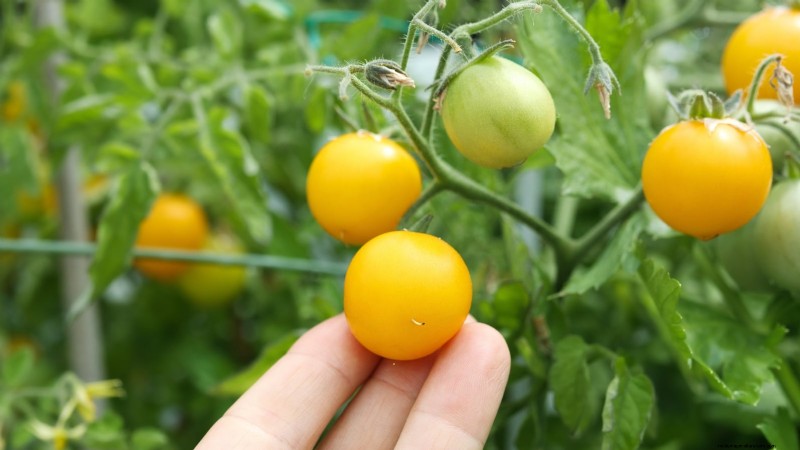 Quick-Harvest Vegetables: Grow Food in 60 Days or Less