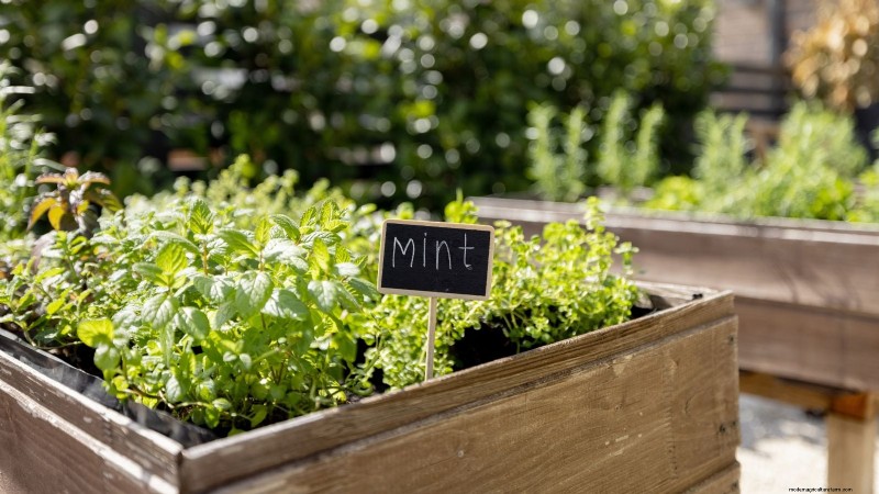 Indoor vs. Outdoor Herb Gardening: Which is Best for Spring?