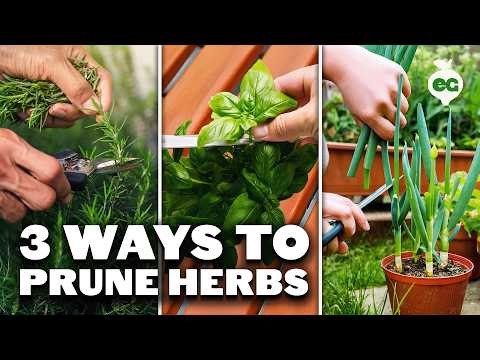 Indoor vs. Outdoor Herb Gardening: Which is Best for Spring?