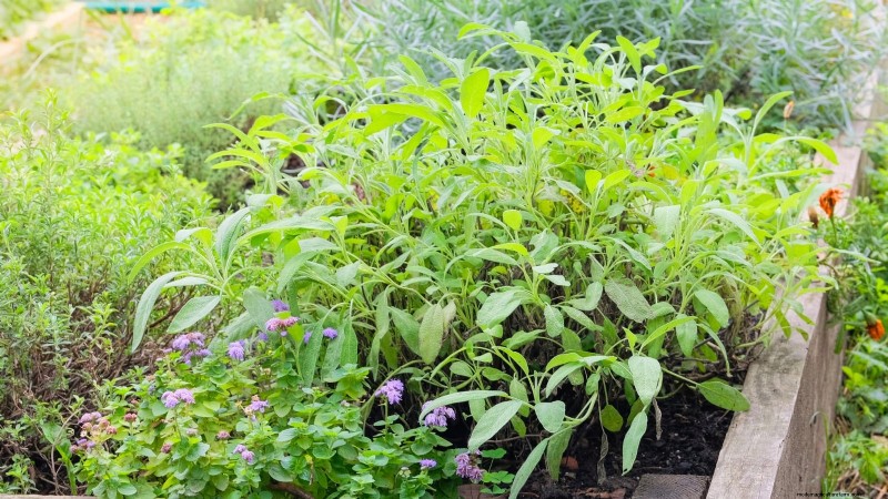 Indoor vs. Outdoor Herb Gardening: Which is Best for Spring?