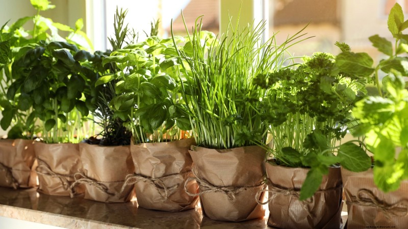 Indoor vs. Outdoor Herb Gardening: Which is Best for Spring?