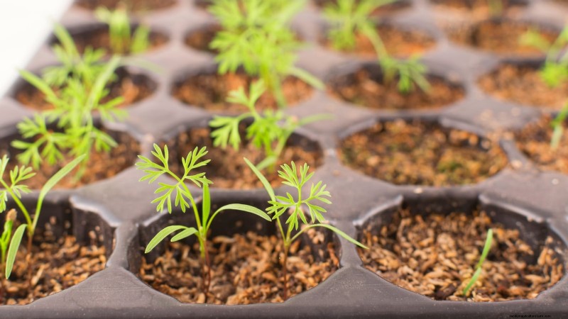 Paris Market Carrots: Planting, Growing & Harvesting - A Complete Guide