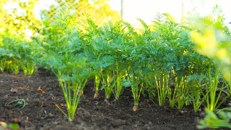 Paris Market Carrots: Planting, Growing & Harvesting - A Complete Guide