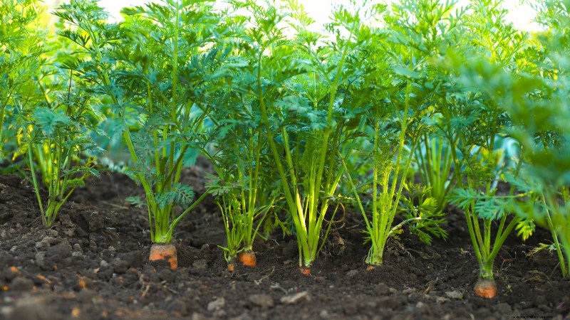 Paris Market Carrots: Planting, Growing & Harvesting - A Complete Guide