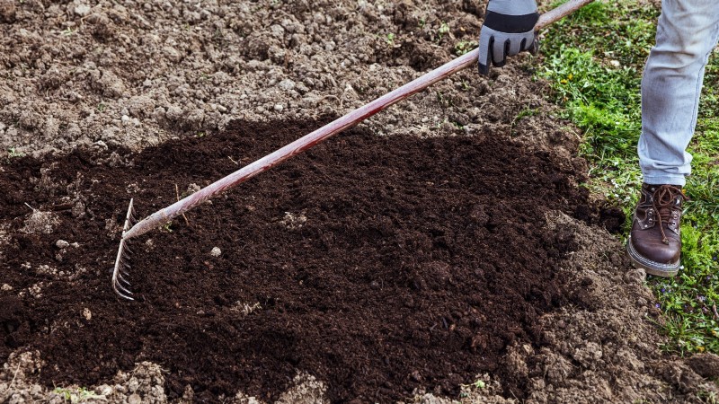 Paris Market Carrots: Planting, Growing & Harvesting - A Complete Guide