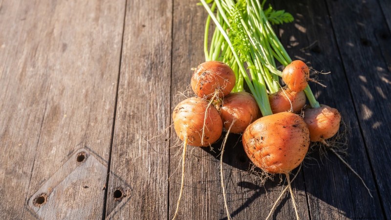 Paris Market Carrots: Planting, Growing & Harvesting - A Complete Guide
