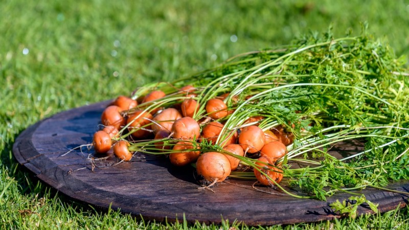 Paris Market Carrots: Planting, Growing & Harvesting - A Complete Guide