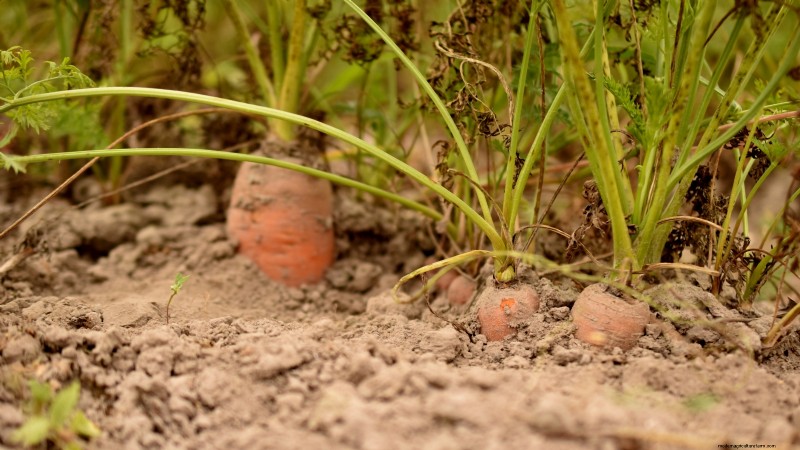 Paris Market Carrots: Planting, Growing & Harvesting - A Complete Guide