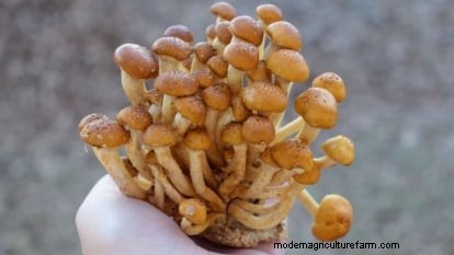 Grow Chestnut Mushrooms at Home: A Comprehensive Guide