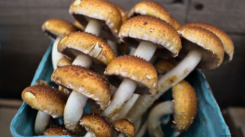 Grow Chestnut Mushrooms at Home: A Comprehensive Guide