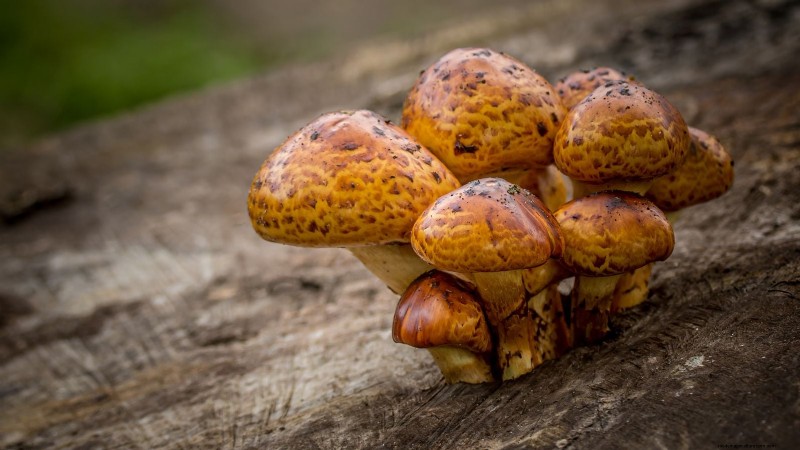 Grow Chestnut Mushrooms at Home: A Comprehensive Guide
