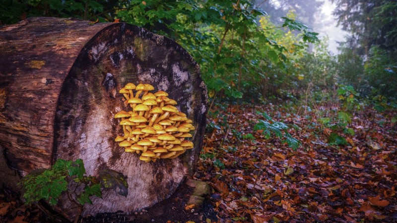Grow Chestnut Mushrooms at Home: A Comprehensive Guide