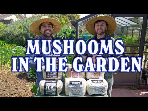 Grow Chestnut Mushrooms at Home: A Comprehensive Guide