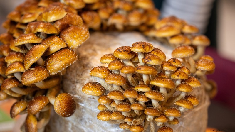 Grow Chestnut Mushrooms at Home: A Comprehensive Guide