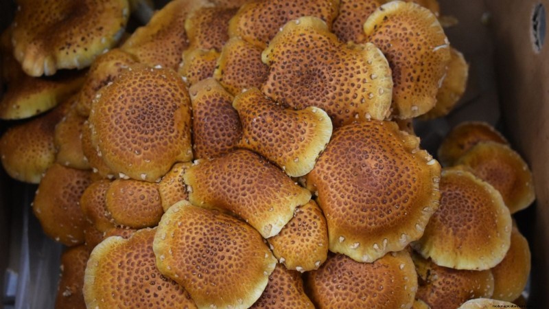 Grow Chestnut Mushrooms at Home: A Comprehensive Guide