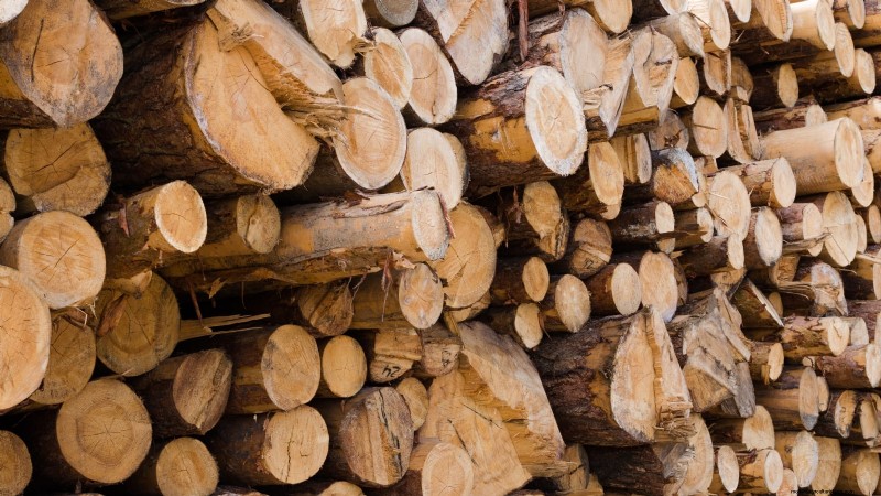 Grow Chestnut Mushrooms at Home: A Comprehensive Guide