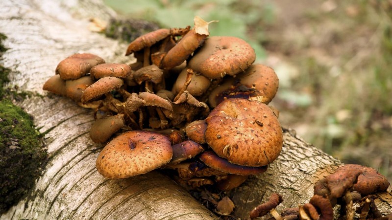 Grow Chestnut Mushrooms at Home: A Comprehensive Guide