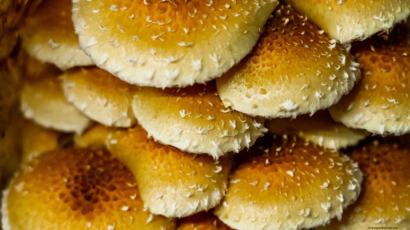 Grow Chestnut Mushrooms at Home: A Comprehensive Guide