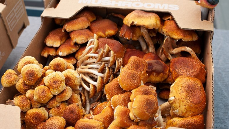 Grow Chestnut Mushrooms at Home: A Comprehensive Guide