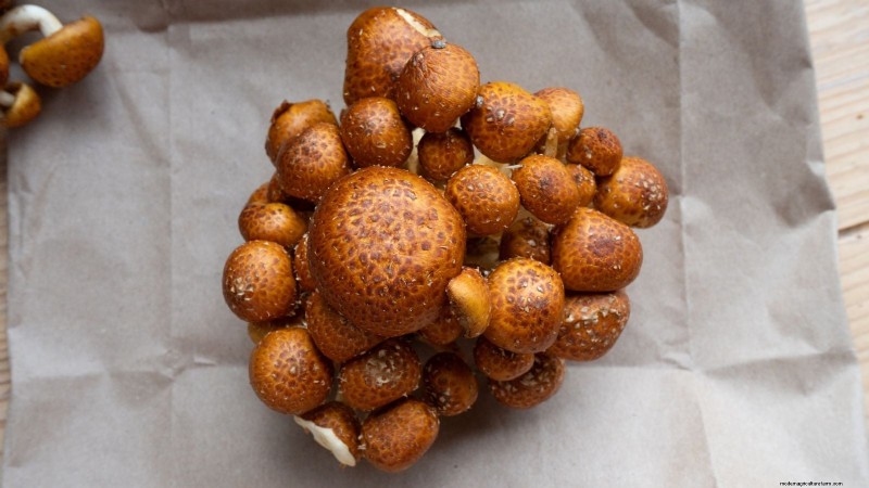 Grow Chestnut Mushrooms at Home: A Comprehensive Guide