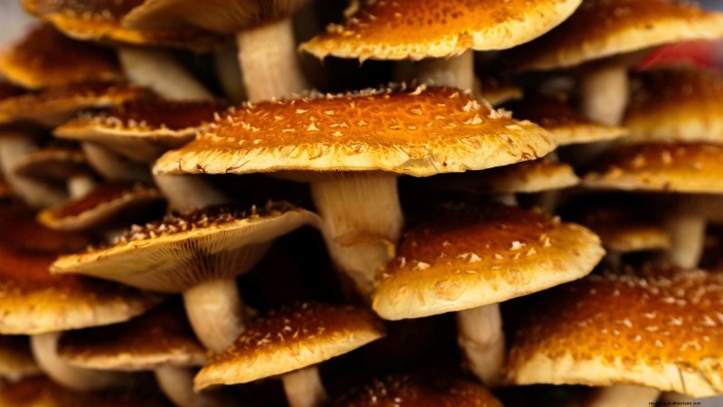 Grow Chestnut Mushrooms at Home: A Comprehensive Guide