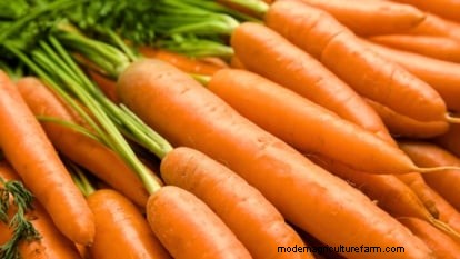 Scarlet Nantes Carrots: A Complete Growing Guide for Home Gardeners