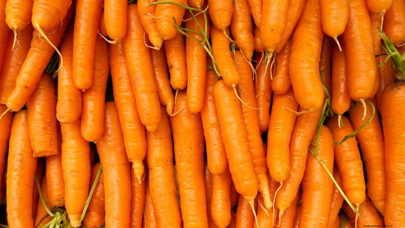 Scarlet Nantes Carrots: A Complete Growing Guide for Home Gardeners