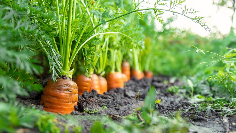 Scarlet Nantes Carrots: A Complete Growing Guide for Home Gardeners