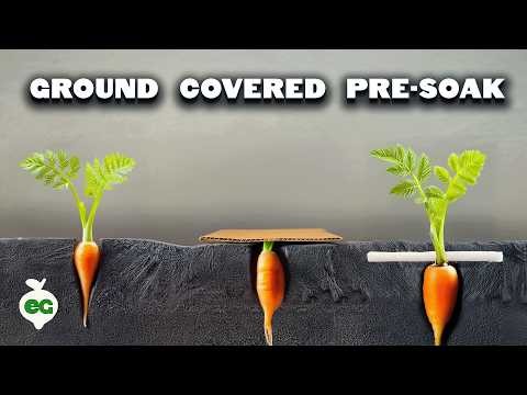 Scarlet Nantes Carrots: A Complete Growing Guide for Home Gardeners