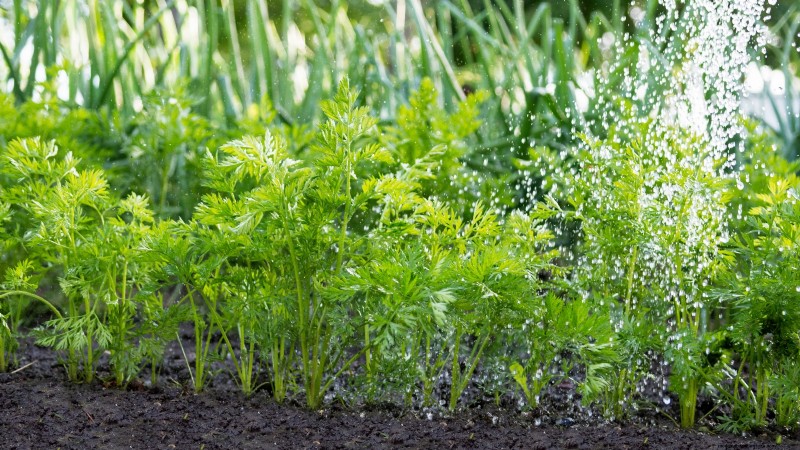 Scarlet Nantes Carrots: A Complete Growing Guide for Home Gardeners