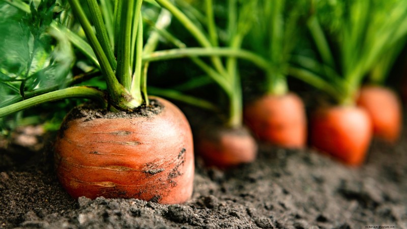 Scarlet Nantes Carrots: A Complete Growing Guide for Home Gardeners