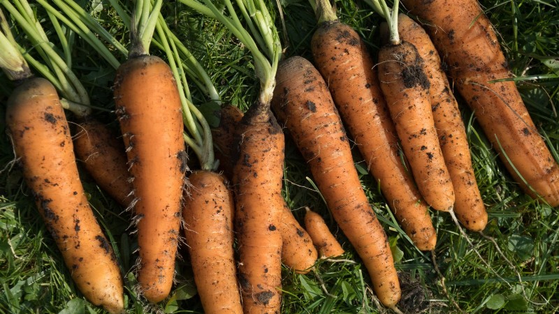 Scarlet Nantes Carrots: A Complete Growing Guide for Home Gardeners