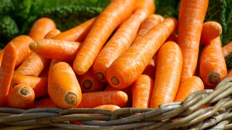 Scarlet Nantes Carrots: A Complete Growing Guide for Home Gardeners