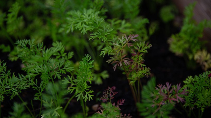 Scarlet Nantes Carrots: A Complete Growing Guide for Home Gardeners