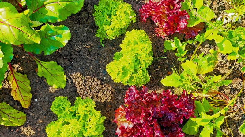 4-Year Crop Rotation Plan: A Simple Guide for Thriving Gardens