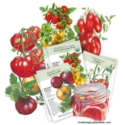 4-Year Crop Rotation Plan: A Simple Guide for Thriving Gardens