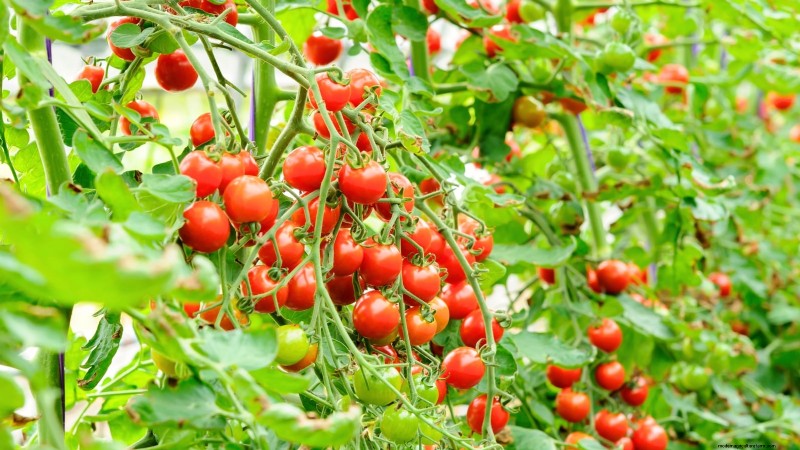 4-Year Crop Rotation Plan: A Simple Guide for Thriving Gardens