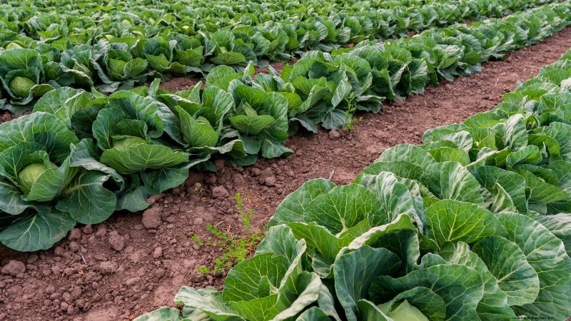 4-Year Crop Rotation Plan: A Simple Guide for Thriving Gardens